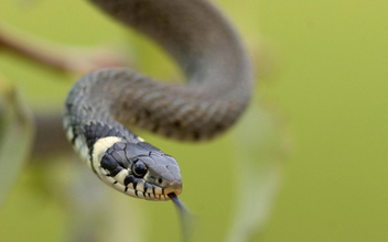 Миролюбивая рептилия: как живет обыкновенный уж — самый добрый змей