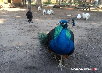 Источник: Алена Воропаева / Voronezh1.ru