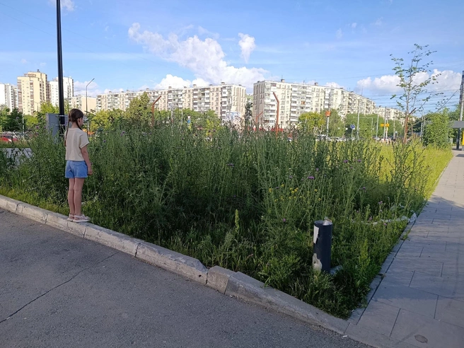 Чтобы показать масштаб, Екатерина сфотографировала на фоне зарослей свою дочь | Источник: читатель 74.RU