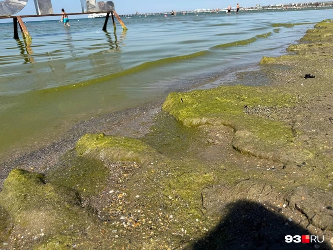Вода окрасилась в зеленоватый цвет | Источник: Валерия Дульская / 93.RU