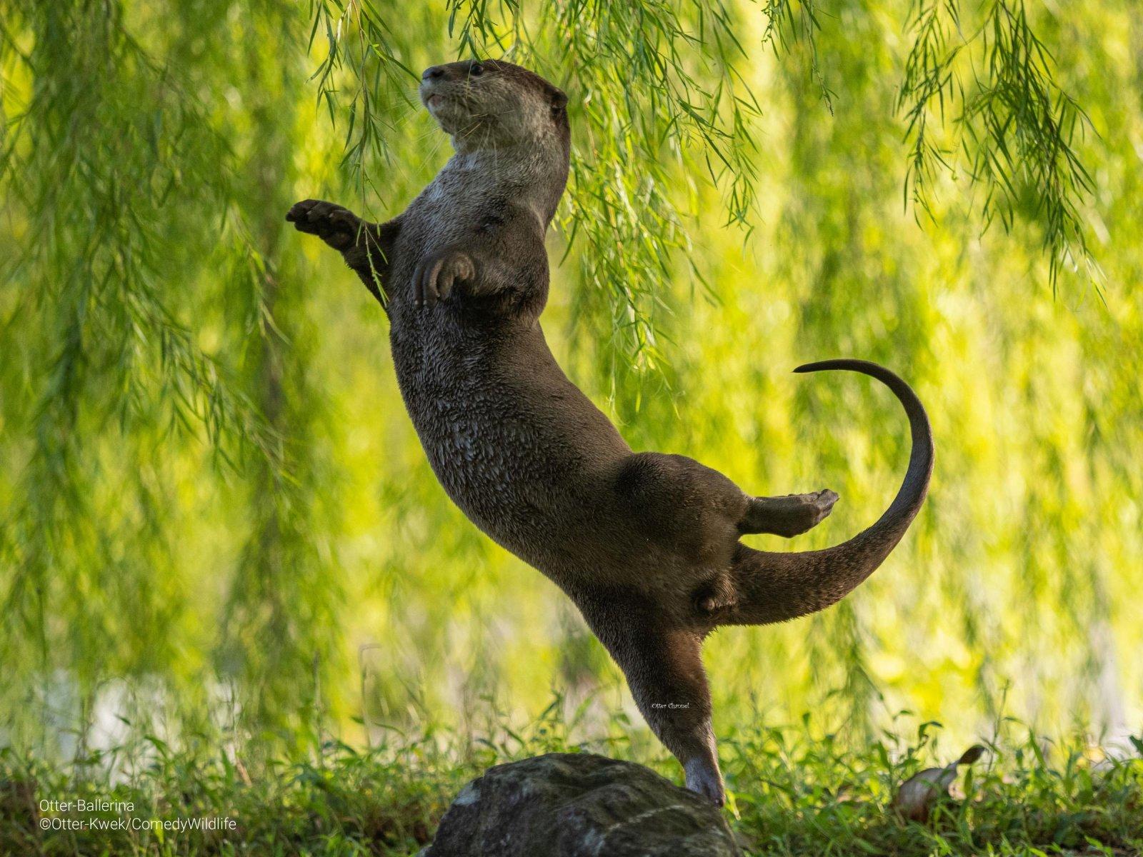 Самые смешные животные в дикой природе — финалисты фотоконкурса Comedy  Wildlife Photography Awards — 2023 | MAXIM