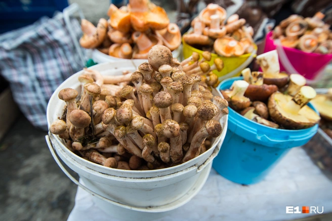 Как приготовить грибную икру на зиму? | Источник: Артём Устюжанин / E1.RU