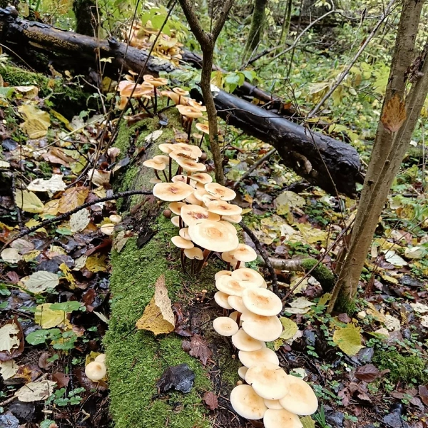 Источник: Виктор Полуянов / Грибы в Подмосковье 2025 / VK.com