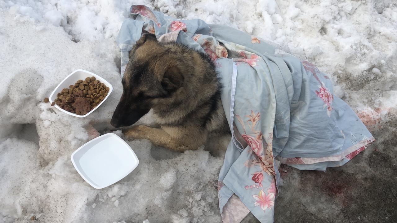 В Екатеринбурге хозяева бросили собаку, которую сбила машина, 4 марта 2020  год - 5 марта 2020 - Е1.ру