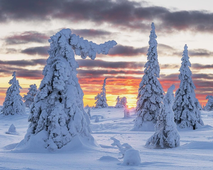 Подведены итоги «растительного» фотоконкурса IGPOTY 19: полюбуйтесь на лучшие снимки победителей | Источник: Rob Green / International Garden Photographer of the Year