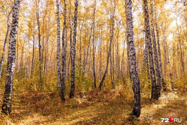 Золотая осень во всех красках | Источник: Ирина Шарова / 72.RU