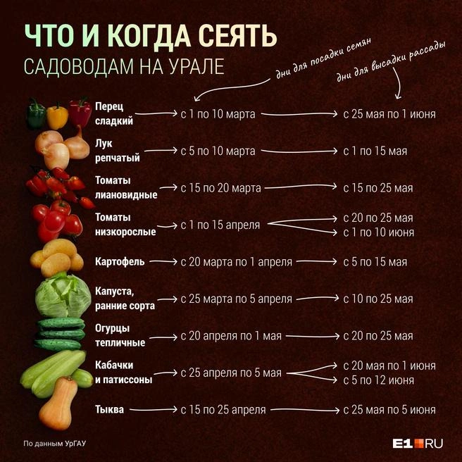 Изменились только сроки посадки томатов: их можно сеять уже сейчас, не дожидаясь второй половины марта | Источник: Филипп Сапегин / E1.RU