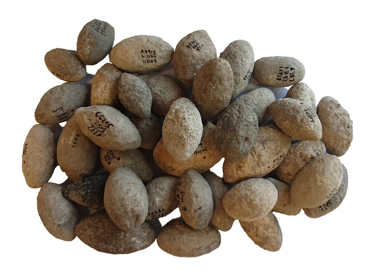 В Израиле нашли четыре сотни одинаковых 7200-летних камней — как вы думаете, зачем они были нужны?
