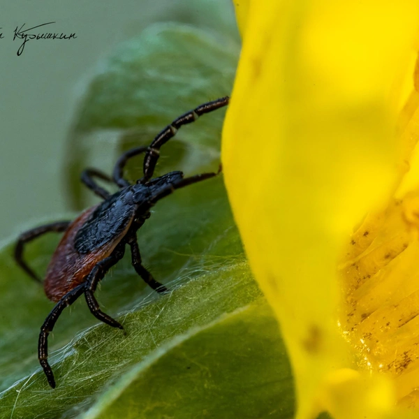 Источник: Антон Кубышкин / «Грибы и Грибники СПб»