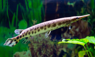 В аквариуме-музее Севастополя погибли 11 панцирных щук: что это за рыба и где она водится?