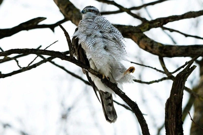 Northern Goshawk in St. Petersburg Warms Up in Frosty Weather