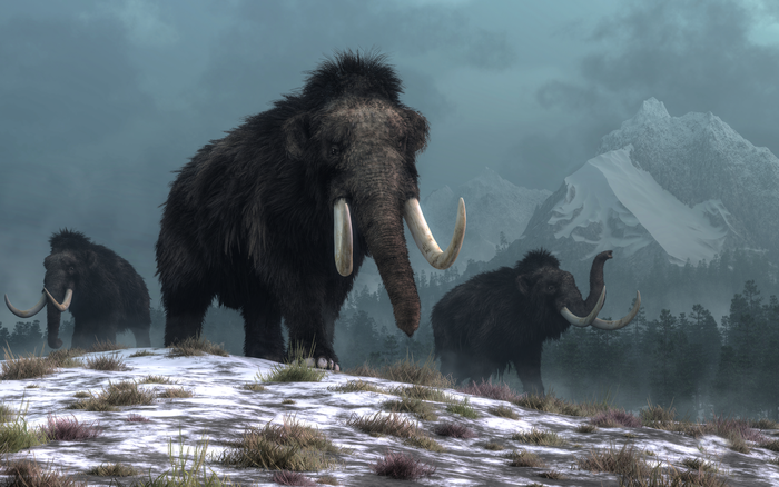Названа причина вымирания мамонтов в Сибири