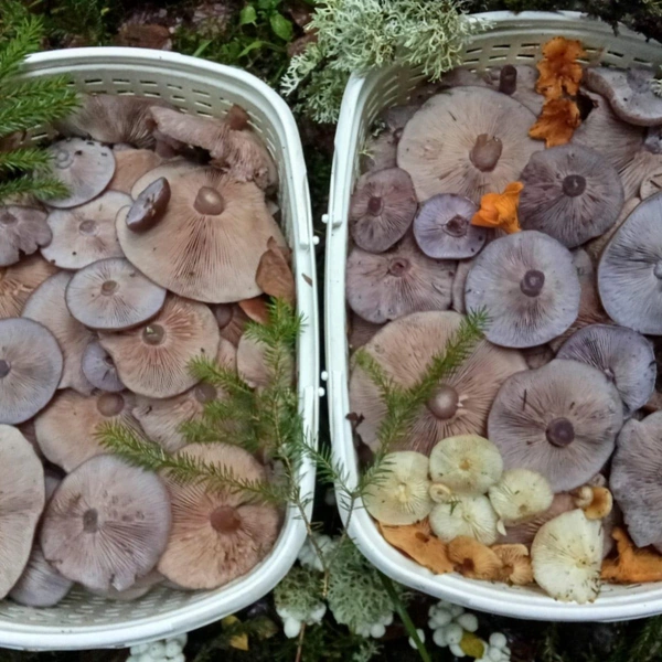 Рядовки, собранные неподалеку от Киевского шоссе | Источник: Илья Богоматов / Грибы в Подмосковье 2025 / VK.com