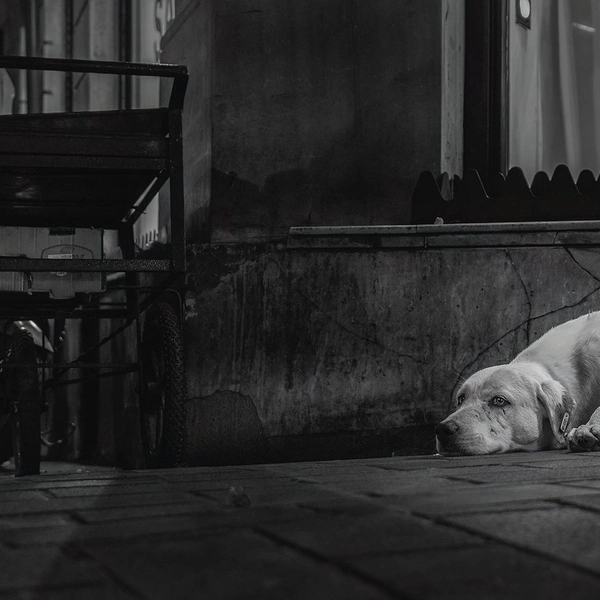 Источник: International Pet Photography Awards