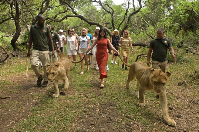 В поездке ей удалось погулять со львами под пристальным вниманием рейнджеров | Источник: Яна Ефременко