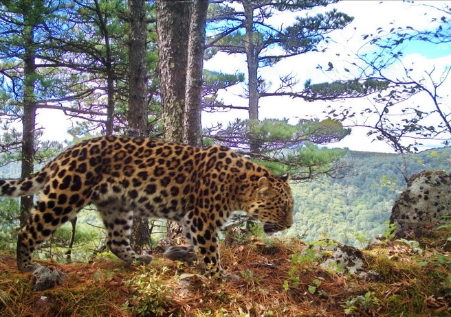 Источник: «Земля леопарда» / leopard-land.ru