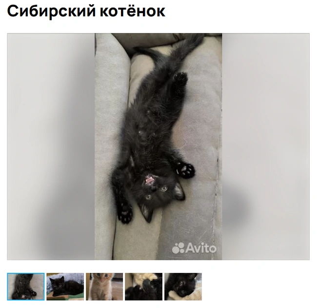 Лапки в боевой готовности | Источник: Avito.ru