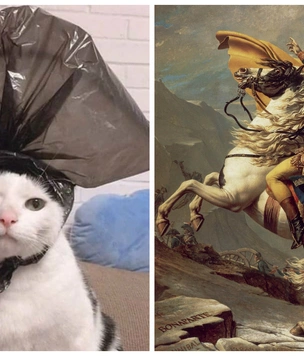 Лучшие фотожабы на кота в комичной шляпе из пакета