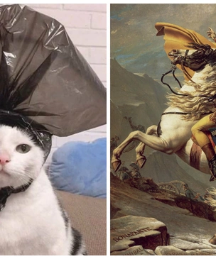 Лучшие фотожабы на кота в комичной шляпе из пакета