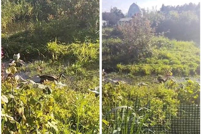 Ранее вода затапливала товарищество только в апреле | Источник: Читатель НГС