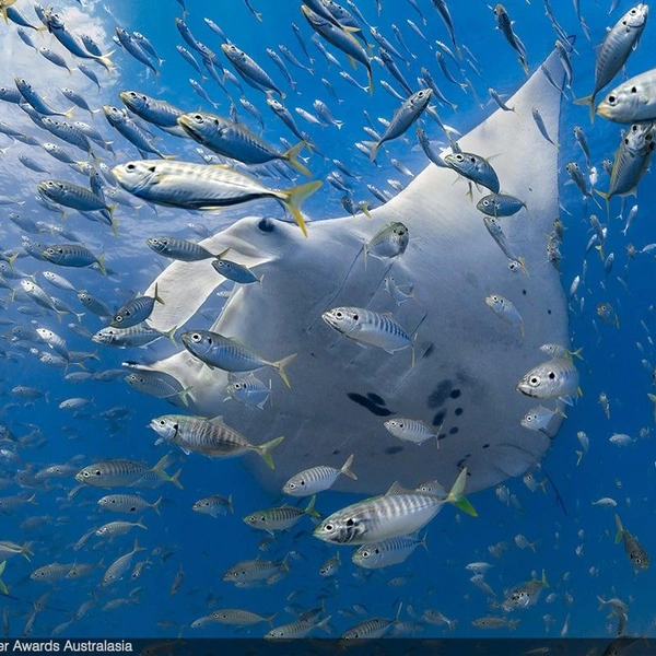 Одна из работ победителя в номинации «Портфолио» | Источник: Jake Wilton / Underwater Awards Australasia 2025