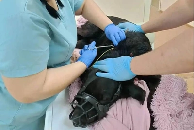 Лабрадор Лорд после жестокого избиения находится в приюте