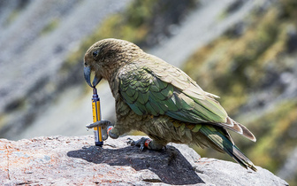 Статистика для попугаев, альбатросы против браконьеров и другие новые открытия