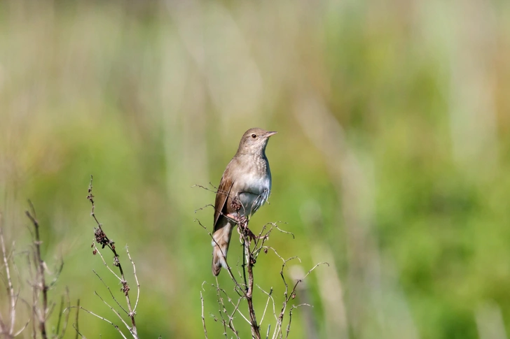 Речной сверчок (Locustella fluviatilis) | Источник: Shutterstock/Fotodom.ru