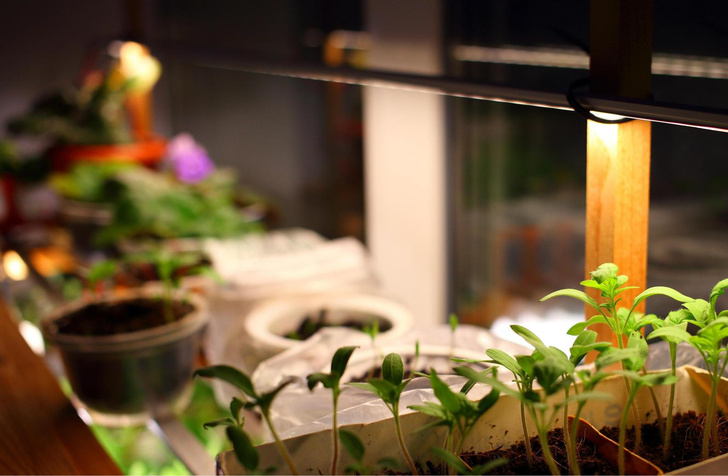 Свежесть лета: как оборудовать комнатную теплицу на балконе и вырастить урожай зелени (и не один)