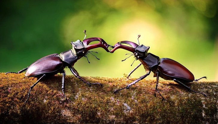 Рыцари дубрав: как живется гордым жукам-оленям | Источник: mariyamgul/Shutterstock/Fotodom.ru