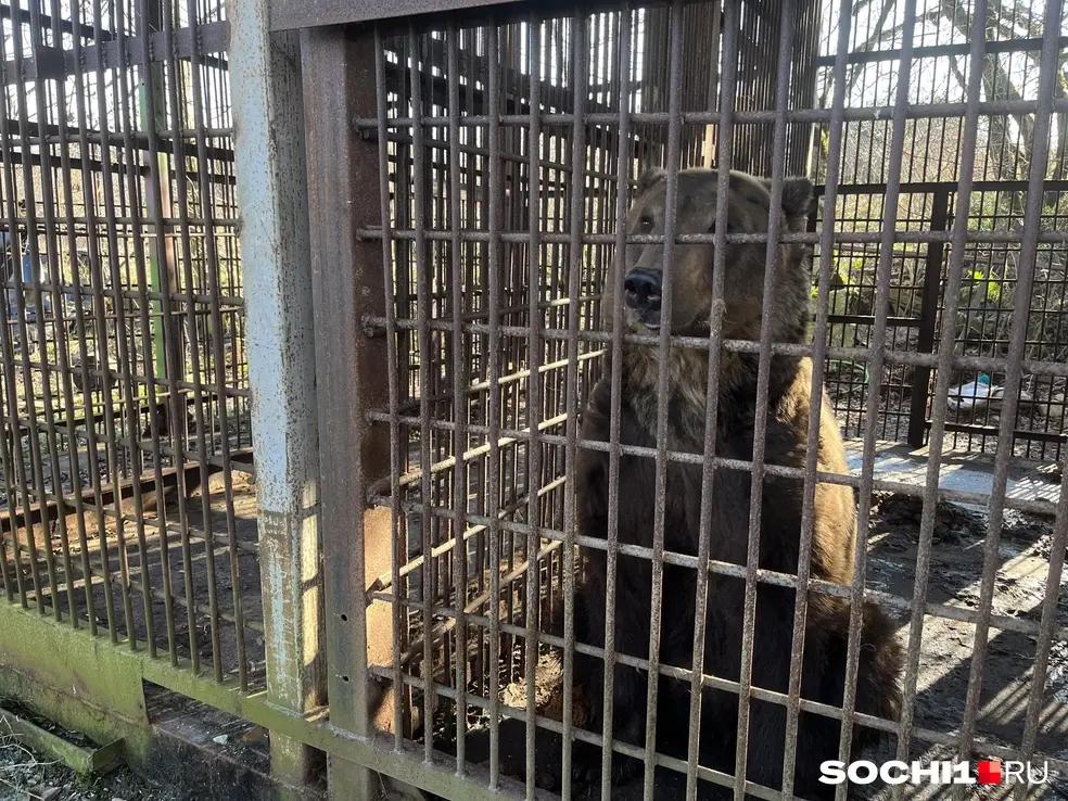 Даже берлога будет. Спасенный из заброшенного сафари-парка в Сочи медведь Винни готовится к переезду