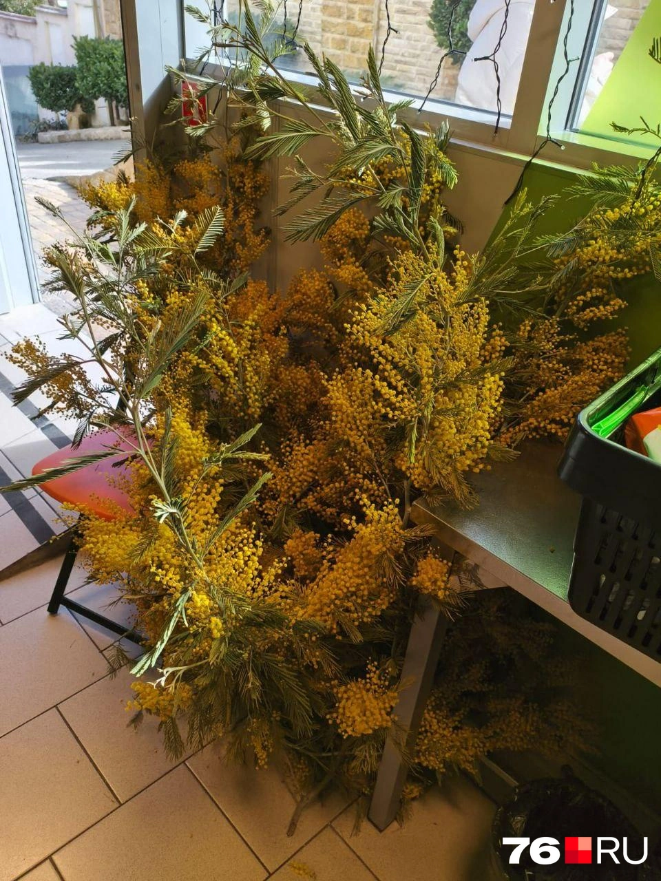 А это кто-то принес огромную ветку мимозы в магазин 8 Марта — поздравить девочек-продавщиц. В Сочи она бесплатная | Источник: Наталья