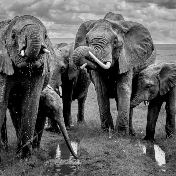 Победитель в номинации «Природа» | Источник: Felix Larcher / 1839 Awards Photographer of the Year 2025