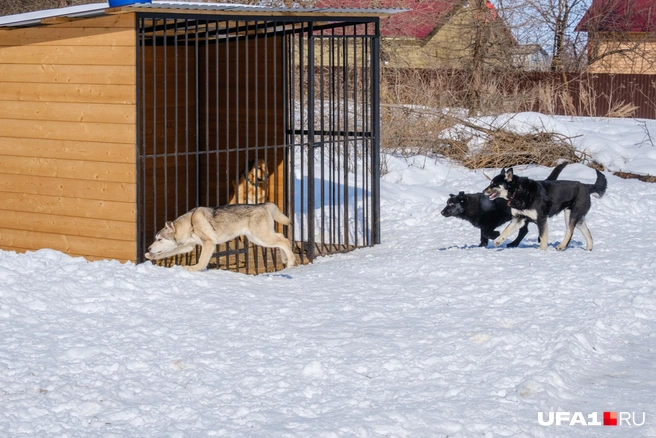 Соседям приходится тяжело  | Источник: Булат Салихов / UFA1.RU 