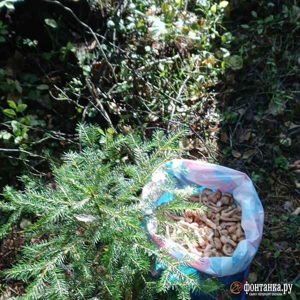 Источник: читатель «Фонтанки»