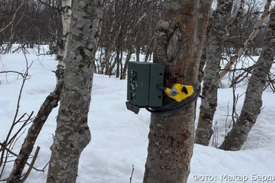Фотоловушки помогут отследить редких оленей в горах Камчатки