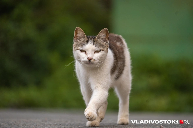 Источник: Елена Буйвол / VLADIVOSTOK1.RU