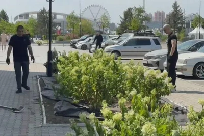 Белые гортензии впервые высадили в центре Благовещенска