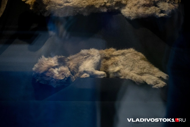 Источник: Елена Буйвол / VLADIVOSTOK1.RU