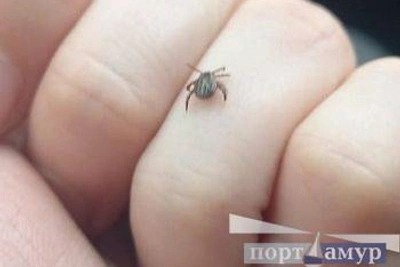 В Приамурье за неделю от клещей пострадали 105 человек