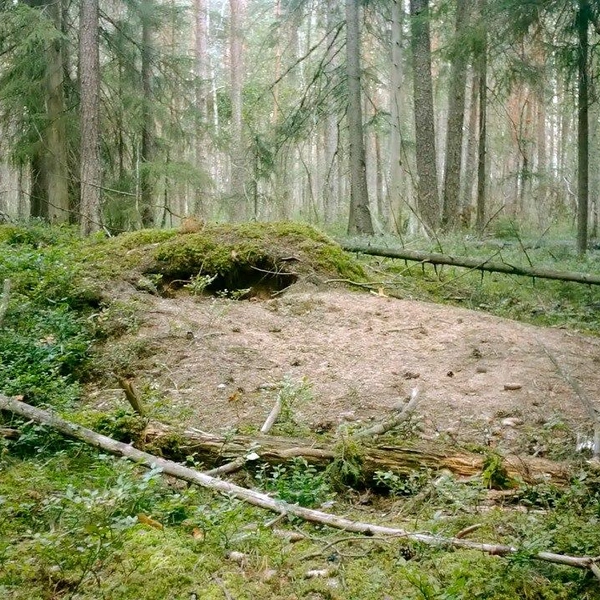 Источник:  Павел Глазков / «Каждой твари по паре» 