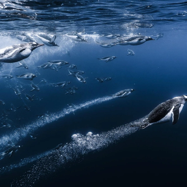 Финалист в номинации «Дикая природа» | Источник: Romain Barats / Ocean Photographer of the Year 2025