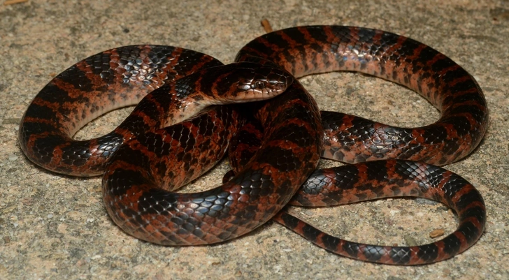 Краснопоясный динодон (Lycodon rufozonatus). Редкая змея семейства ужеобразных. Свое название краснопоясный динодон получил благодаря красноватым или рыжеватым поперечным полосам, покрывающим верхнюю часть тела. Взрослые особи достигают в длину до 1,4 метра. Ведет преимущественно сумеречный и ночной образ жизни. Питается земноводными и мелкими млекопитающими. Для человека практически не представляет опасности. В России встречается на юге Приморского края. | Источник: Yucheol Shin, CC BY-NC 4.0, via iNaturalist