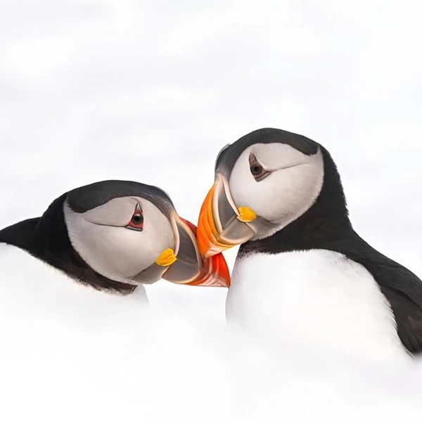 Источник: Clara Ochoa Martinez / Close-up Photographer of the Year 2025