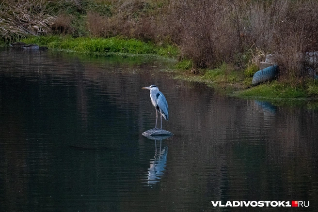 Источник: Елена Буйвол / VLADIVOSTOK1.RU