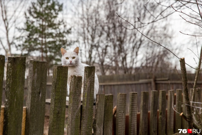 Котов можно встретить на каждом углу | Источник: Кирилл Поверинов / 76.RU