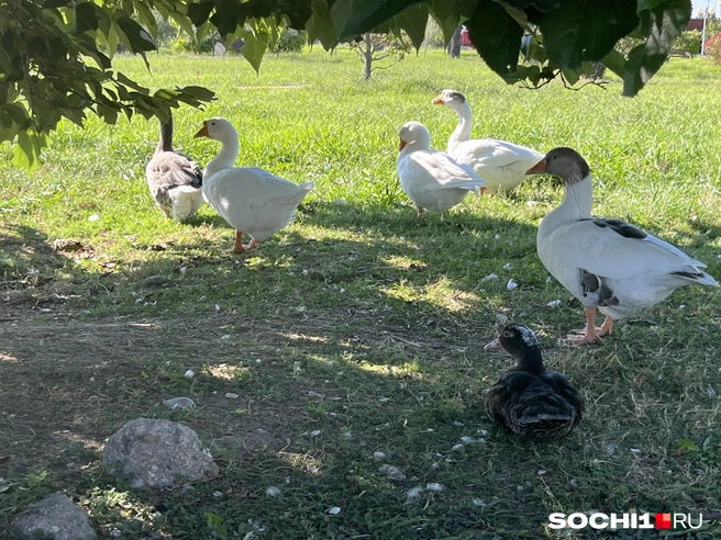 Гуси держатся в стороне | Источник: Анна Грицевич / SOCHI1.RU