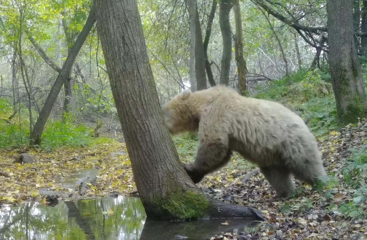 Фотоловушка вновь засняла уникальную медведицу-альбиноса в национальном парке «Башкирия» — видео