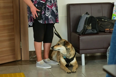 Эвакуация в Пениках и Гостилицах: фото из ПВР