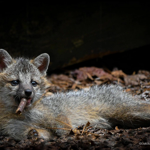 «Папаша, огоньку не найдется?» | Источник: Dacota Vaccaro / Comedy Wildlife Photography Awards 2023
